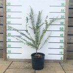 Eukalyptus (Eucalyptus) ´BABY BLUE´ - výška 80-100 cm, kont. C5L